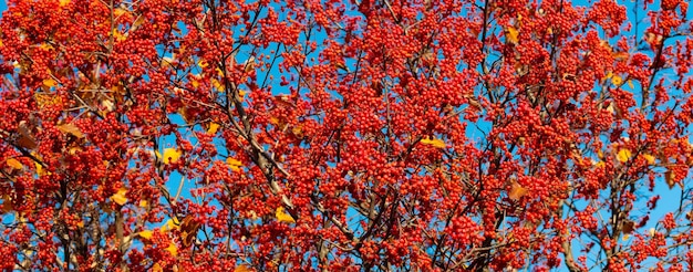 Czerwona jesienna jarzębina gałąź jesienna czerwona jesienna jarzębina sezon jesienny z czerwoną jarzębiną