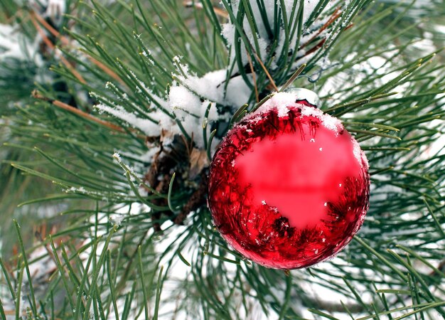 Zdjęcie czerwona kula ornament na naturalnym wiecznie zielonym śniegu