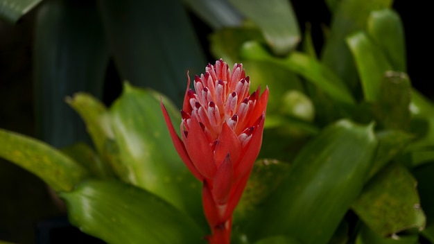 czerwona kwiatowa roślina ozdobna