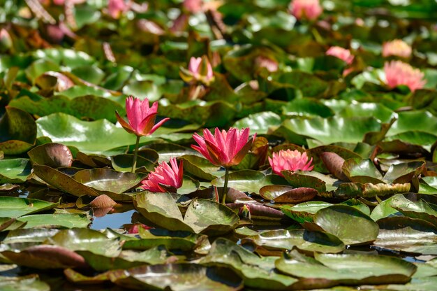 Czerwona Lilia Wodna Aka Nymphaea Alba F. Rosea W Jeziorze