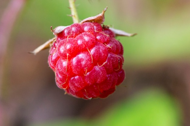 Czerwona malina Rubus idaeus z bliska, czerwone jagody leśne