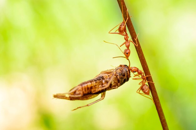 Czerwona mrówka akcja pomaga w jedzeniu na gałęzi duże drzewo w ogrodzie wśród zielonych liści rozmycie tła selektywne skupienie wzroku i czarne tło makro