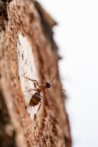 Czerwona mrówka leśna Formica rufa siedzi na drzewie i obserwuje zachód słońca Makro