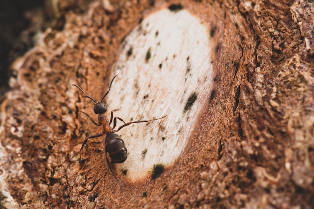 Czerwona mrówka leśna Formica rufa siedzi na drzewie o zachodzie słońca