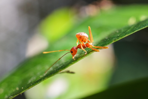 Czerwona mrówka na zielonych liściach na naturalnym tle