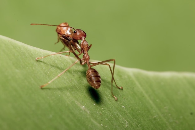 Czerwona mrówka w naturze makro!