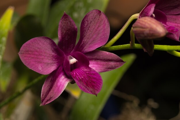 Czerwona orchidea makro