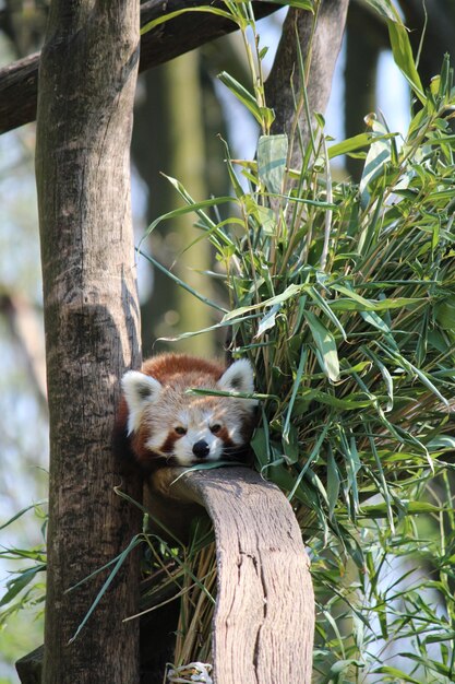 Czerwona panda na pniu drzewa