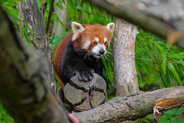 Czerwona panda w lesie Czerwona panda leżąca na drzewie z zielonymi liśćmi w naturalnym siedlisku