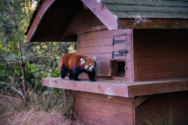 Zdjęcie czerwona panda w zoo w edynburgu w szkocji rzadki i zagrożony gatunek