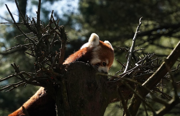 Czerwona panda z bliska portret patrząc na ciebie