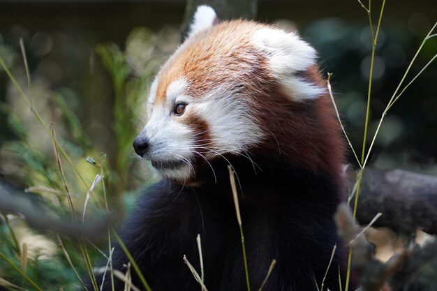 Czerwona panda z bliska portret patrząc na ciebie