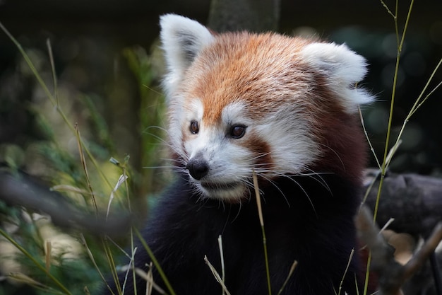 Czerwona panda z bliska portret patrząc na ciebie