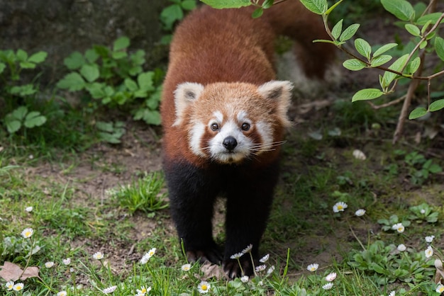 Czerwona panda z bliska portret