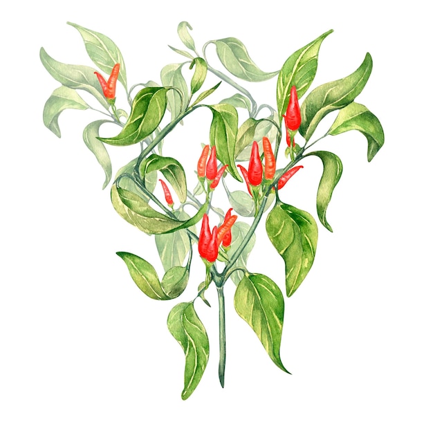 Czerwona papryczka chili krzak akwarela ilustracja na białym tle