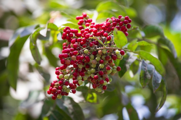 Czerwona papryka peruwiańska drzewo Schinus molle jadalne nasiona