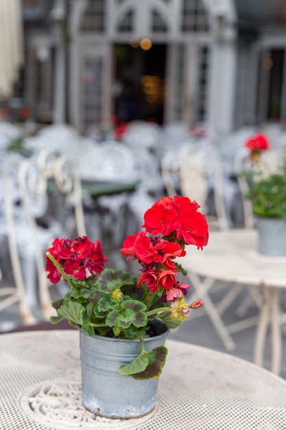 Czerwona pelargonia. Taras kawiarni w europejskim mieście w letni dzień?