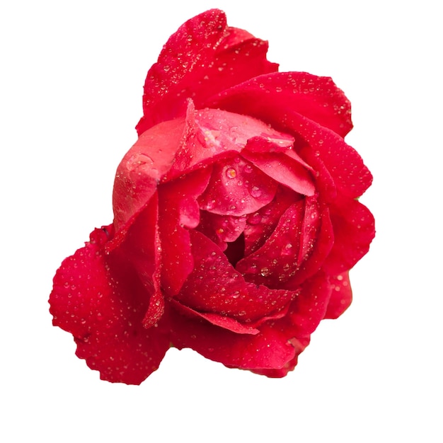 Czerwona piękna róża kwitnąca na białym tle