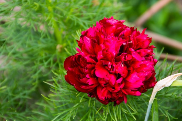 Czerwona piwonia kwiat (Paeonia tenuifolia)