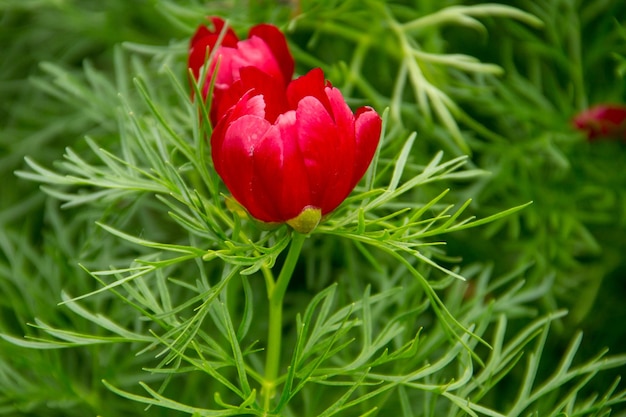 Zdjęcie czerwona piwonia kwiat paeonia tenuifolia