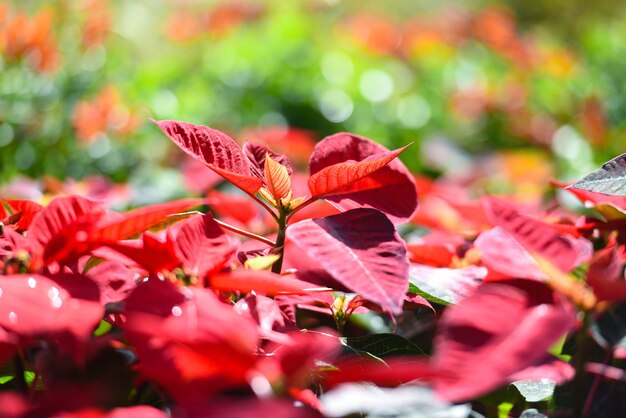 Czerwona poinsecja w ogródzie z lekkim bokeh świętowania tłem - Poinsecja Bożenarodzeniowe tradycyjne kwiat dekoracje Wesoło boże narodzenia