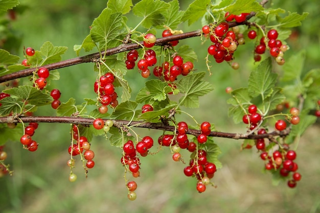 Czerwona Porzeczka Kiść świeżych Sezonowych Czerwonych żeber Jagód Z Zielonymi Liśćmi Roślin Witaminy Jagody W Naturalnym Lesie Zbliżenie Organiczne Owoce Ogrodowe