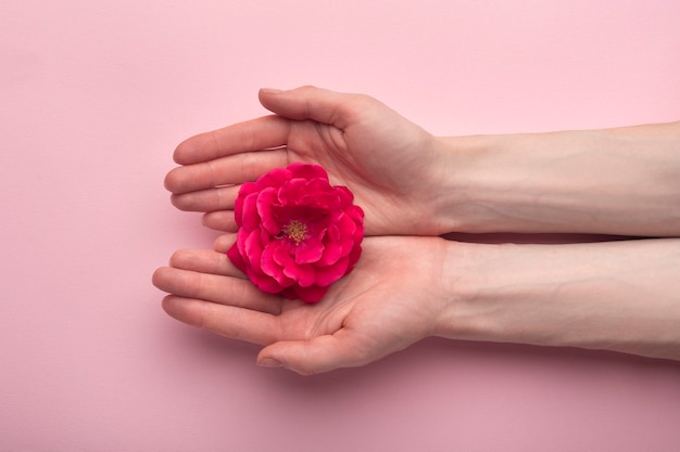 Czerwona puszysta róża na kobiecych dłoniach na różowym tle. Widok z góry. Dbaj o dłonie. Koncepcja miesiączki.
