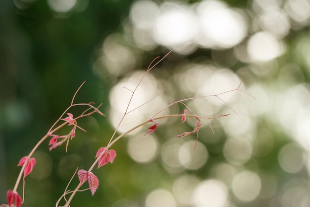 Czerwona roślina rosnąca na tle bokeh