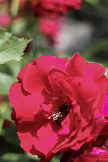 Czerwona róża i pszczoła