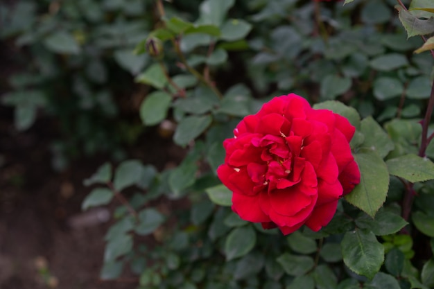 Czerwona róża kwiat na liście