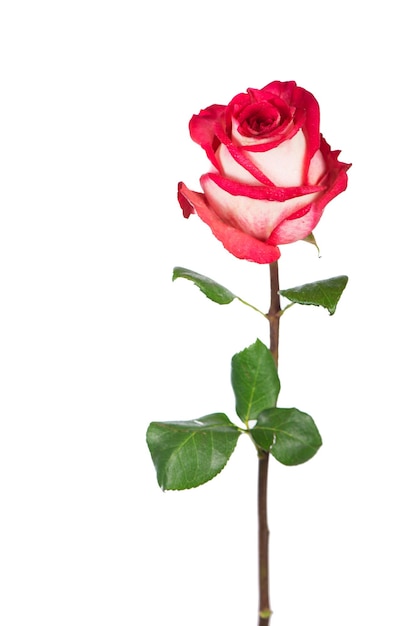 Czerwona róża kwiat z widokiem z boku ścieżki przycinającej Piękny pojedynczy czerwony kwiat róży na łodydze z liśćmi na białym tle Natur obiekt do projektowania na Walentynki dzień matki rocznica
