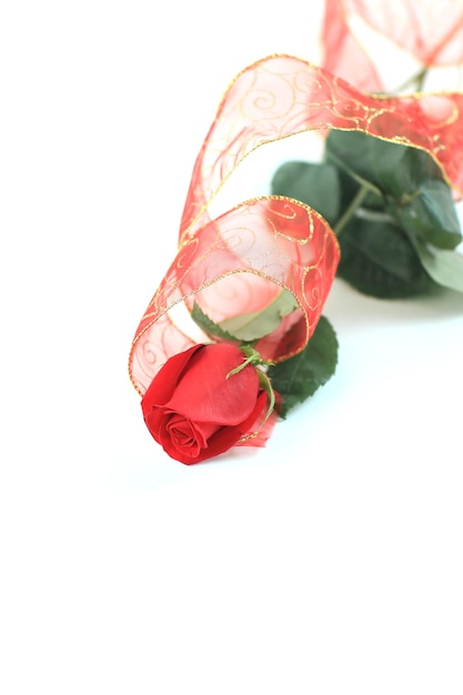 Czerwona róża na białym background.photo z miejsca na kopię.