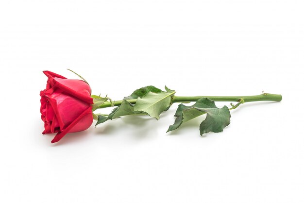 Zdjęcie czerwona róża na białym tle
