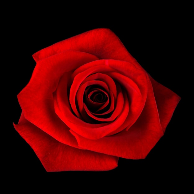 Czerwona róża na czarnym tle