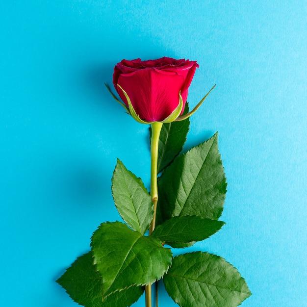 Zdjęcie czerwona róża na niebieskiej powierzchni.