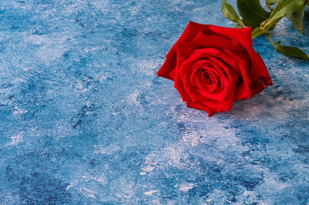 Czerwona róża na niebieskim tle farby akrylowej