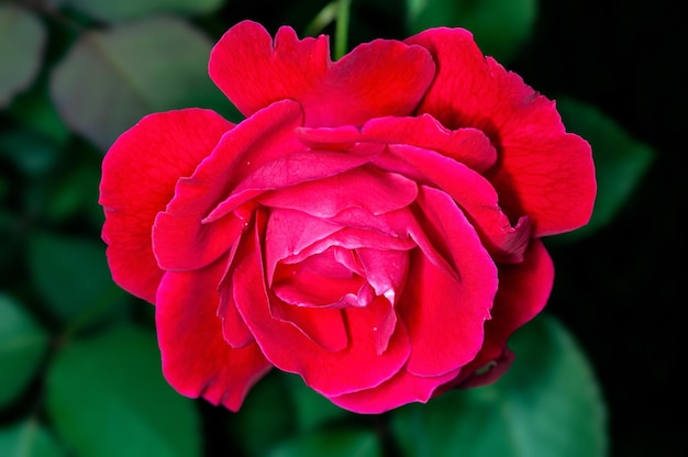 Czerwona róża o delikatnej teksturze