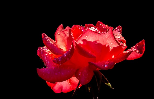 Czerwona róża odizolowywająca na czarnym tle makro-