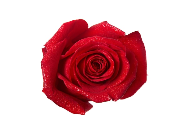 Czerwona róża pączek makro na białym tle