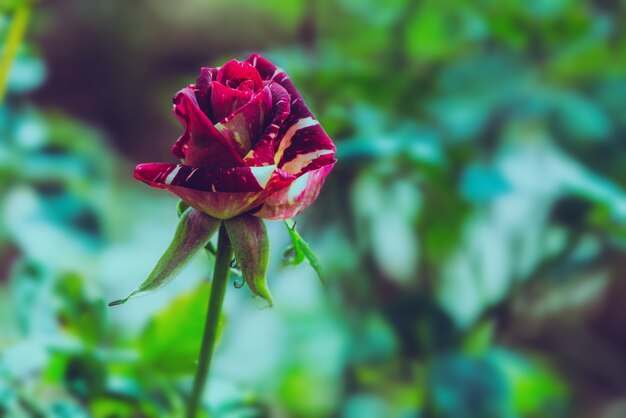 czerwona róża w naturze