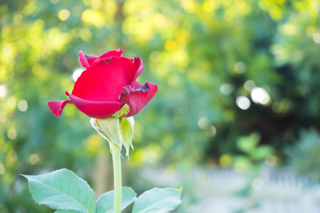 Czerwona róża w ogrodzie.