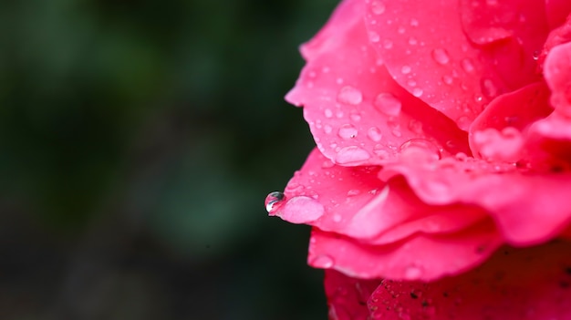 Czerwona róża z bliska po deszczu.