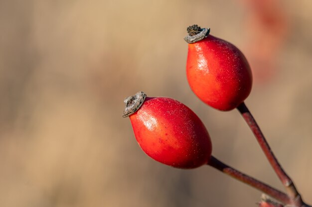 Czerwona róża z dzikiej róży. Rosa canina, potocznie zwana różą dla psa. Natura