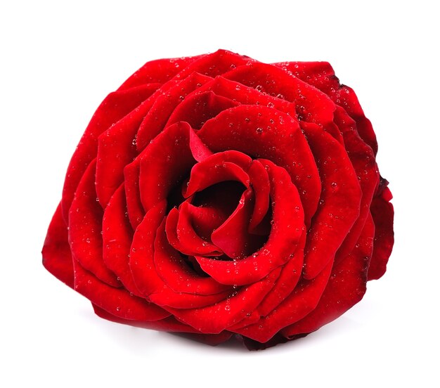 Czerwona róża z kropli wody na białym tle