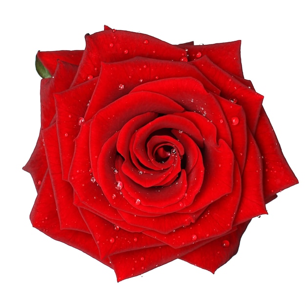 Czerwona róża z kropli wody - na białym tle