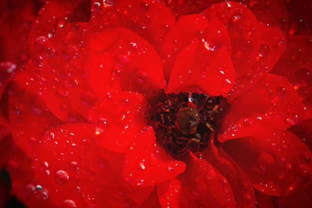 Czerwona róża z makro kropli. Piękna czerwona róża pokryta ekstremalnym zbliżeniem porannej rosy