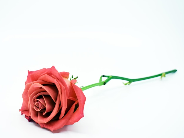 Czerwona róża z zieloną łodygą jest na białym tle.
