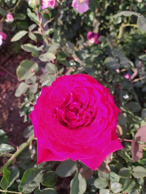 czerwona róża z zielonym łodygą i czerwonym kwiatem na tle