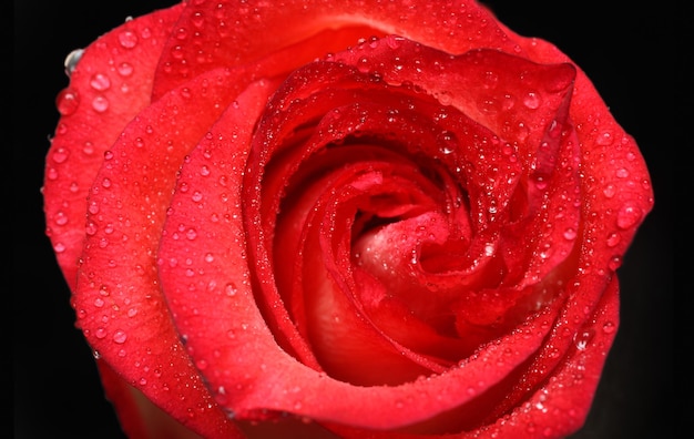 Czerwona róża zbliżenie z kroplami