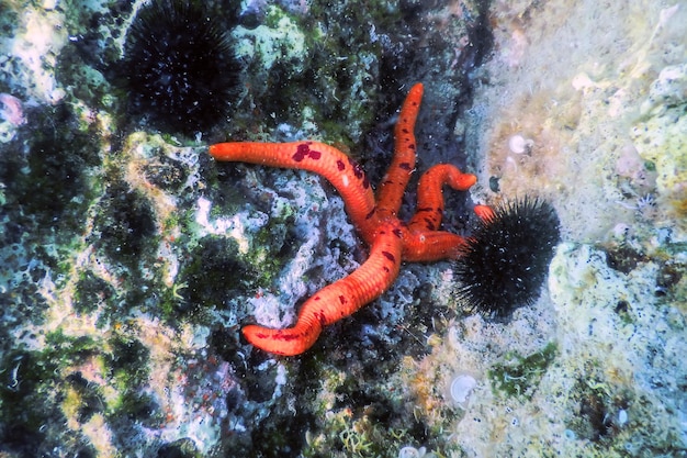 Czerwona rozgwiazda na dnie morza (Echinaster sepositus) Pod wodą